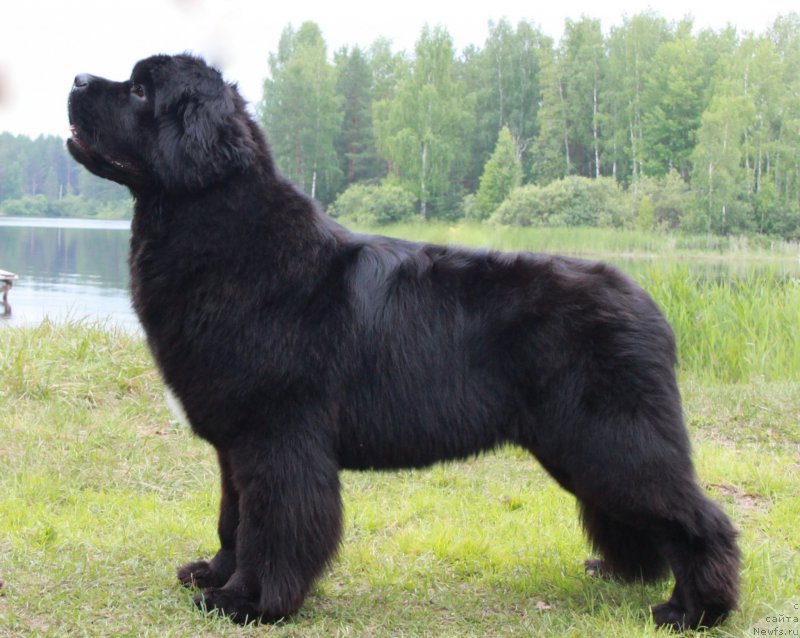 Фото: ньюфаундленд Бегущая по Волнам Фрозен Веату (Beguschaya po Volnam Frozen Beauty)