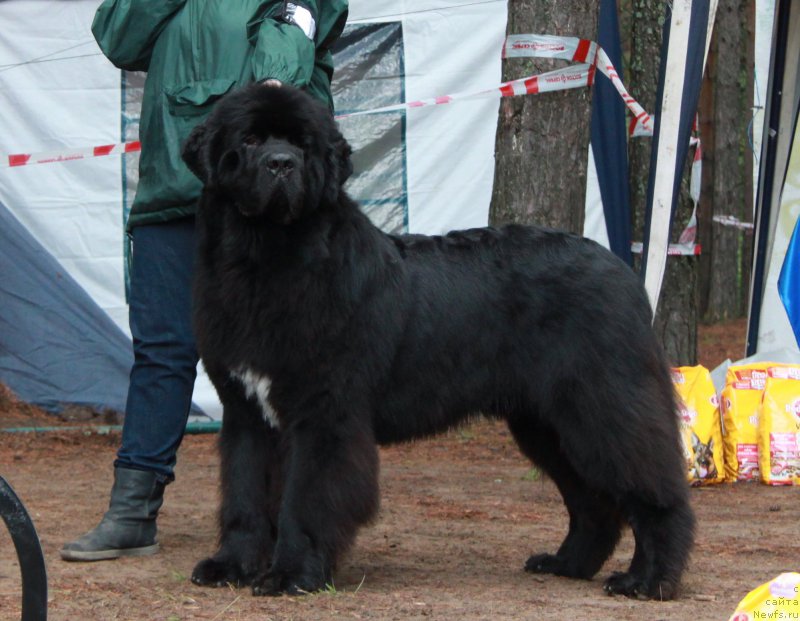 Фото: ньюфаундленд Акватория Келвин Ют Гай