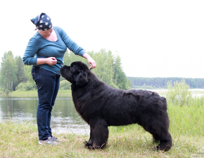 Фото: ньюфаундленд Акватория Келвин Фром Сибириа эт Каюга (Aquatoriya Kelvin From Siberia at Cayuga)