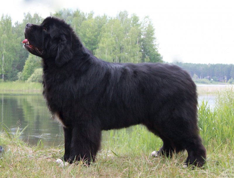 Фото: ньюфаундленд Promise To Love Midnight Bear