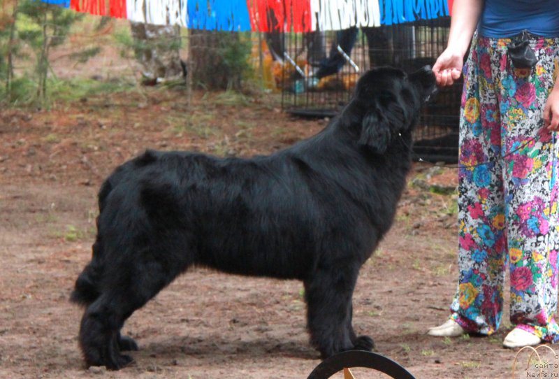 Фото: ньюфаундленд Аквиан Сонг Нормандия