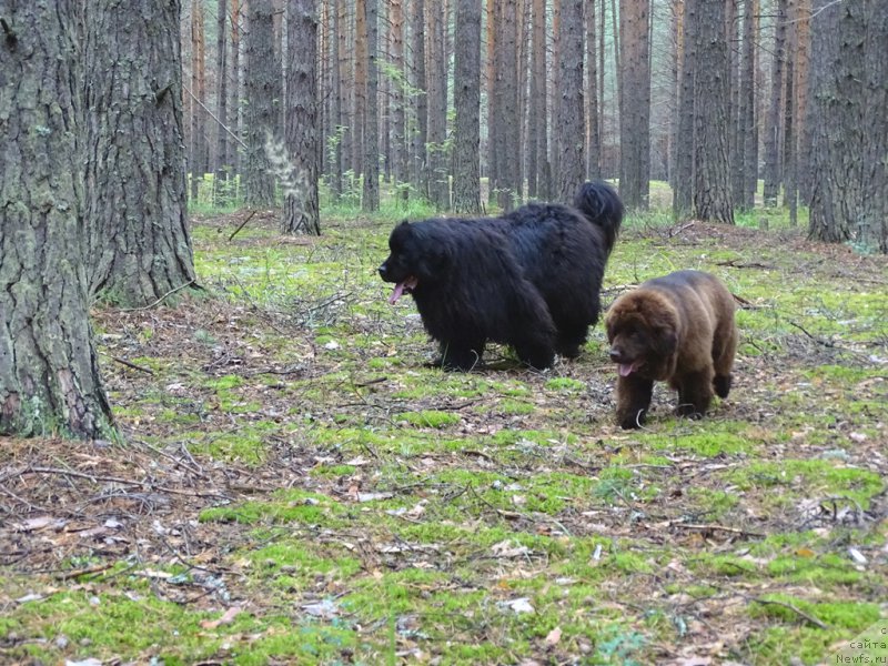 Фото: ньюфаундленд Ньюфорт Вивиан, ньюфаундленд Барышня