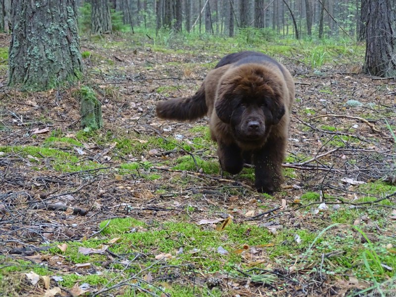 Фото: ньюфаундленд Ньюфорт Вивиан