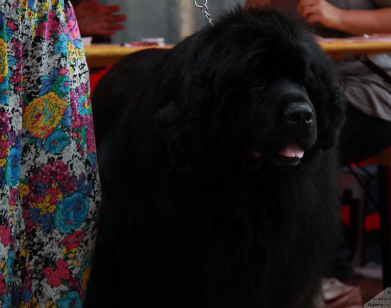 Фото: ньюфаундленд Акватория Келвин Изумрудный Дождь (Aquatoria Kelvin Izumrudny Dozhd)