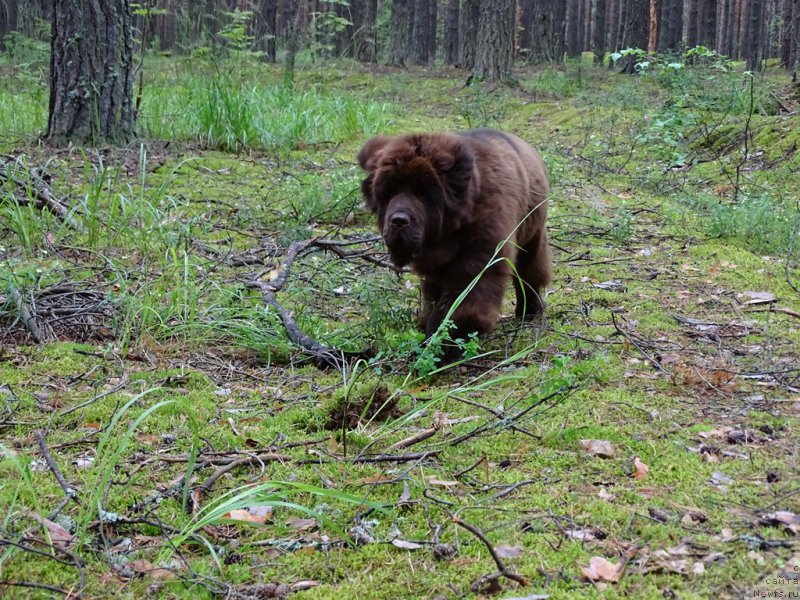 Фото: ньюфаундленд Ньюфорт Вивиан