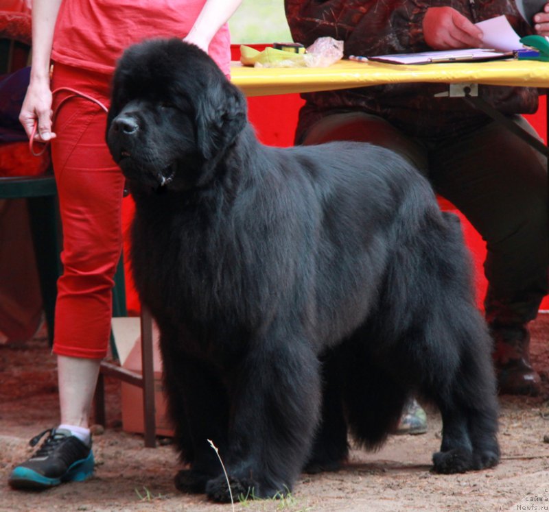 Фото: ньюфаундленд Моон Броок Гоод Ас Голд (Moon Brook Good As Gold)