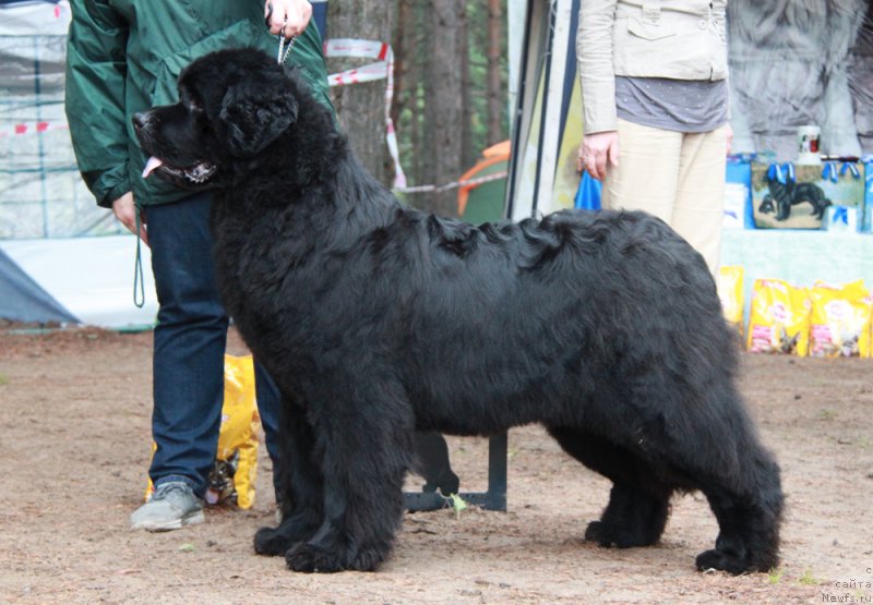 Фото: ньюфаундленд Акватория Келвин Урсула