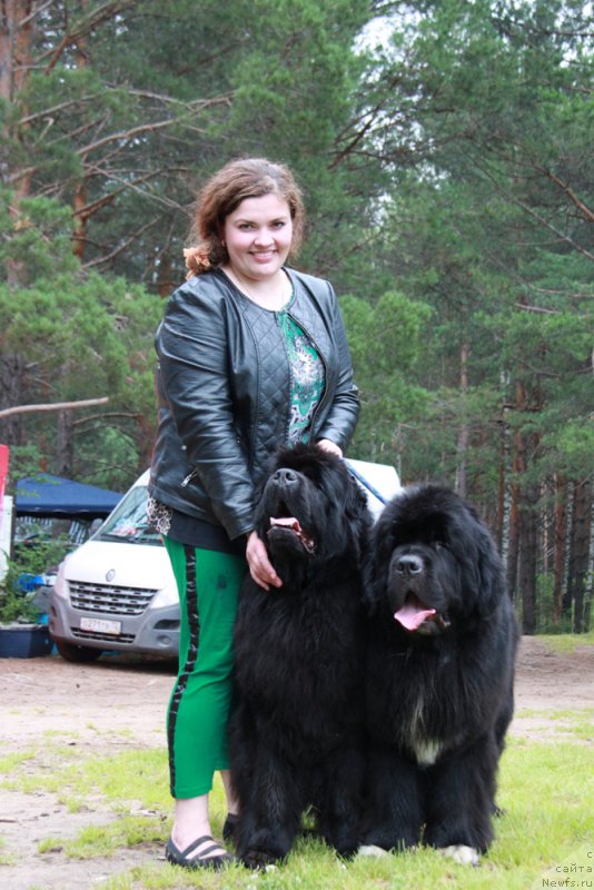 Фото: Екатерина Жиронкина, ньюфаундленд Ньюфорт Царица Ночи, ньюфаундленд Promise To Love Midnight Bear