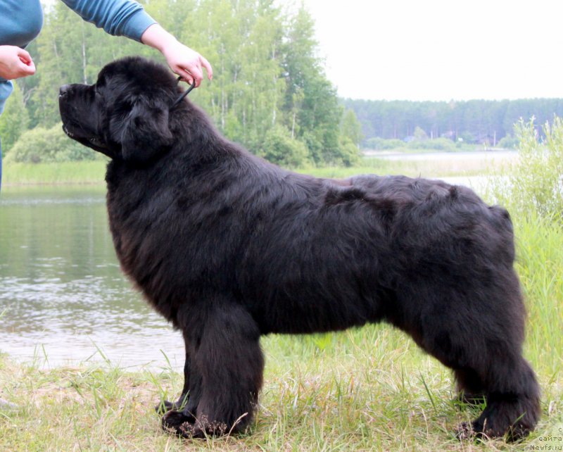 Фотография № 186584