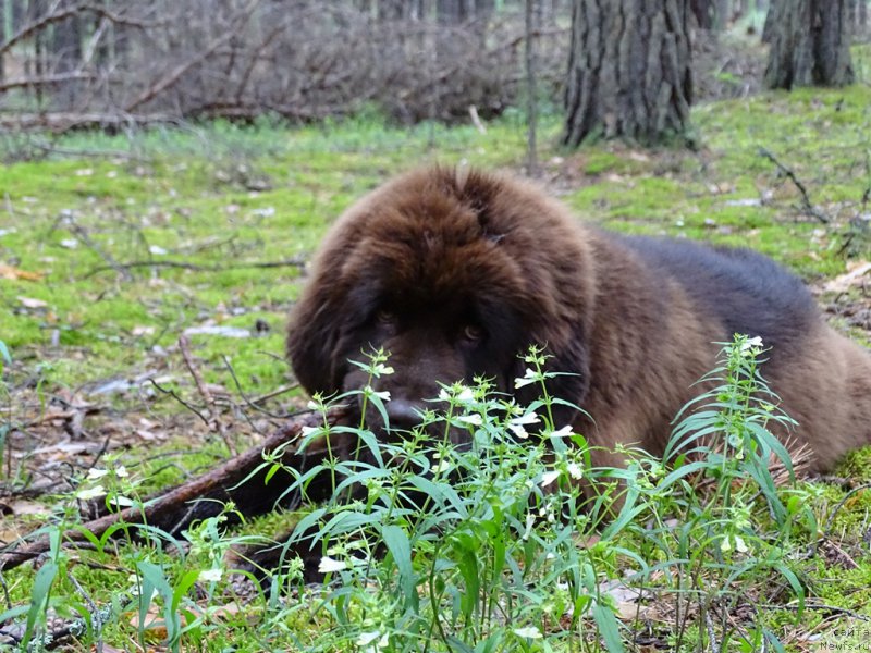 Фото: ньюфаундленд Ньюфорт Вивиан