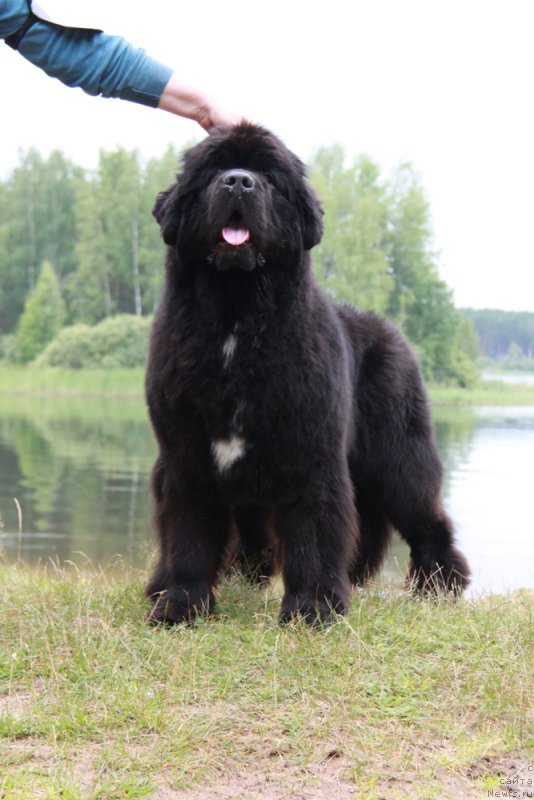 Фото: ньюфаундленд Бегущая по Волнам Фрозен Веату (Beguschaya po Volnam Frozen Beauty)