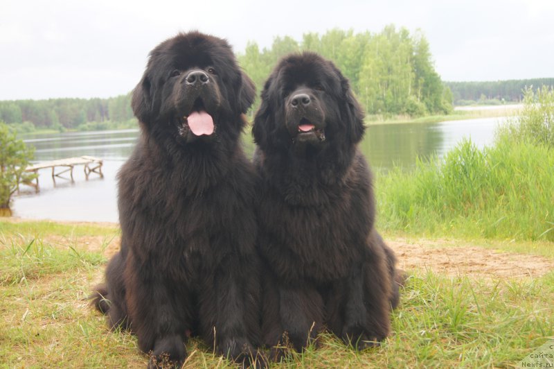 Фото: ньюфаундленд Фест-Райт Чемп (First-Right Champ), ньюфаундленд Сент Джонс Ульрика (Sent Djons Ulrika)