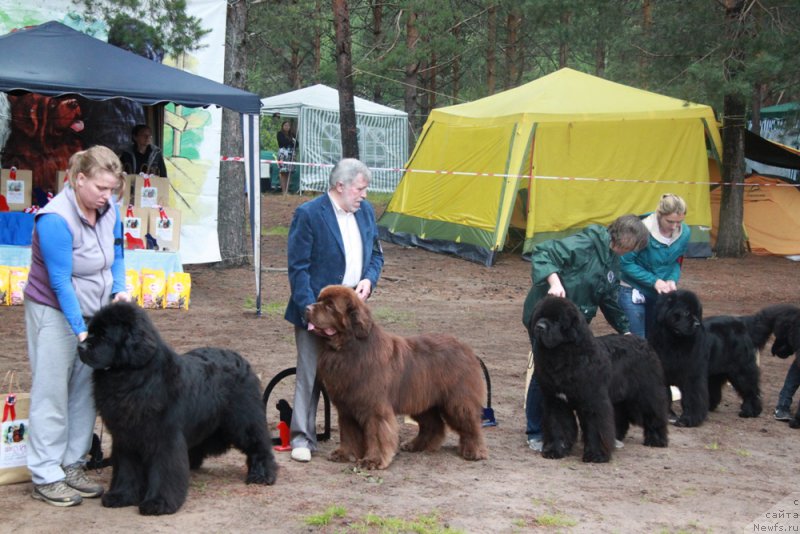 Фото: ньюфаундленд Акватория Келвин Фром Сибириа эт Каюга (Aquatoriya Kelvin From Siberia at Cayuga), ньюфаундленд Акватория Келвин Редс Бегин энд Вин (Aquatoriya Kelvin Reds Begin and Win), ньюфаундленд Акватория Келвин Фэйс Контрол (Aquatoriya Kelvin Fase Control), ньюфаундленд Юпитер Царь Богов от Сибирского Медведя (Yupiter Tsar Bogov ot Sibirskogo Medvedja)