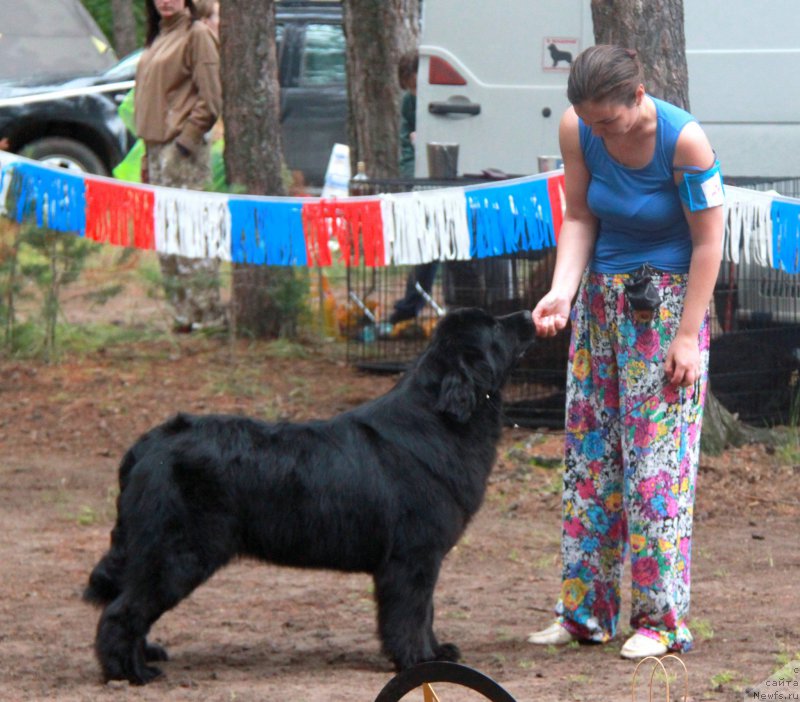 Фото: ньюфаундленд Аквиан Сонг Нормандия