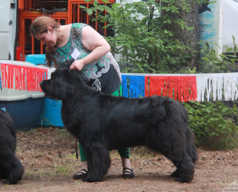 Фото: ньюфаундленд Ньюфорт Царская Дочь