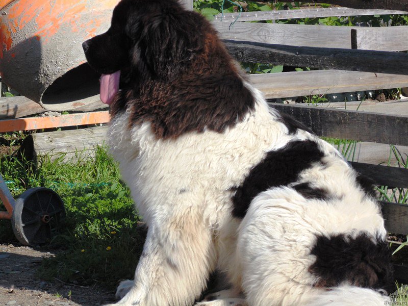 Фото: ньюфаундленд Супер Бизон Мелодия