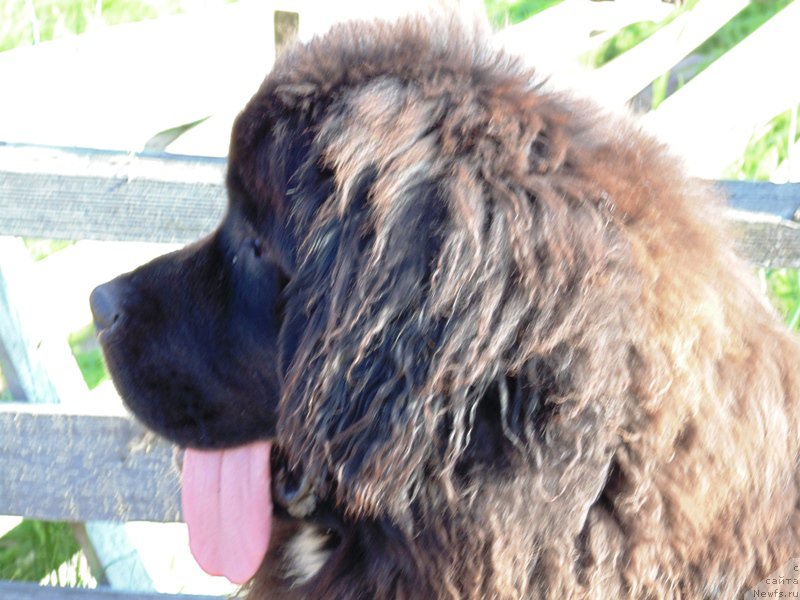 Фото: ньюфаундленд Супер Бизон Мелодия