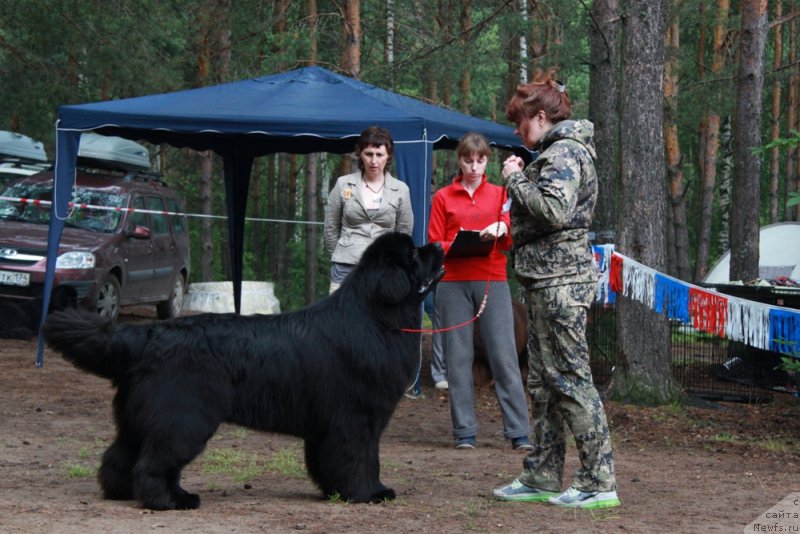Фото: ньюфаундленд Ньюфорт Шон Волмари Триумф (Njufort Shawn Wallmar Triumph)