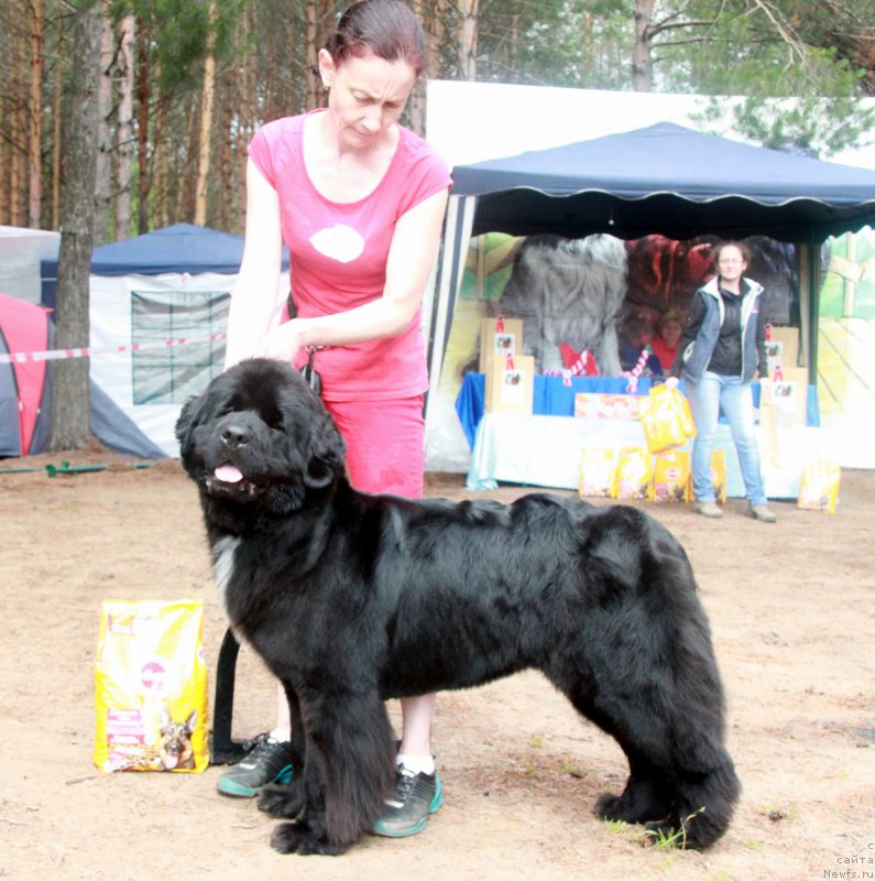 Фото: ньюфаундленд Моон Броок Белив Ин Ангел