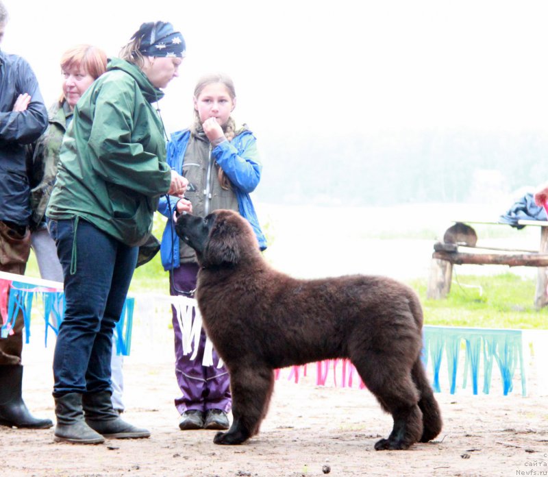 Фото: ньюфаундленд Акватория Келвин Глория (Aquatoriya Kelvin Gloria)
