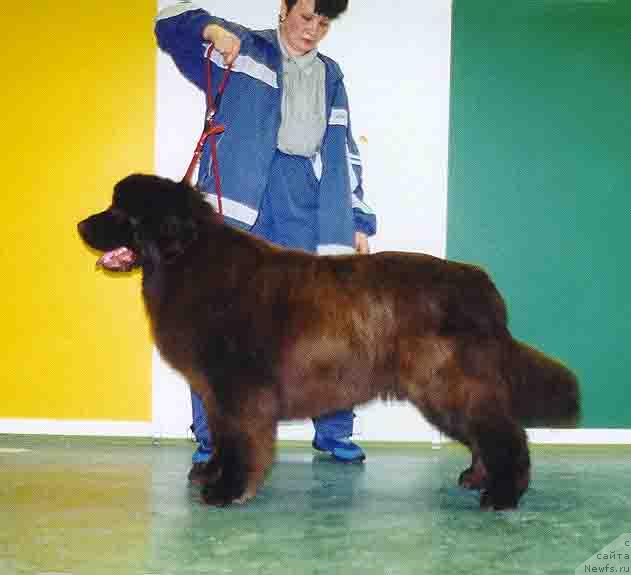 Фото: ньюфаундленд Олимп из Медвежьего Яра (Olimp iz Medvejyego Yara)
