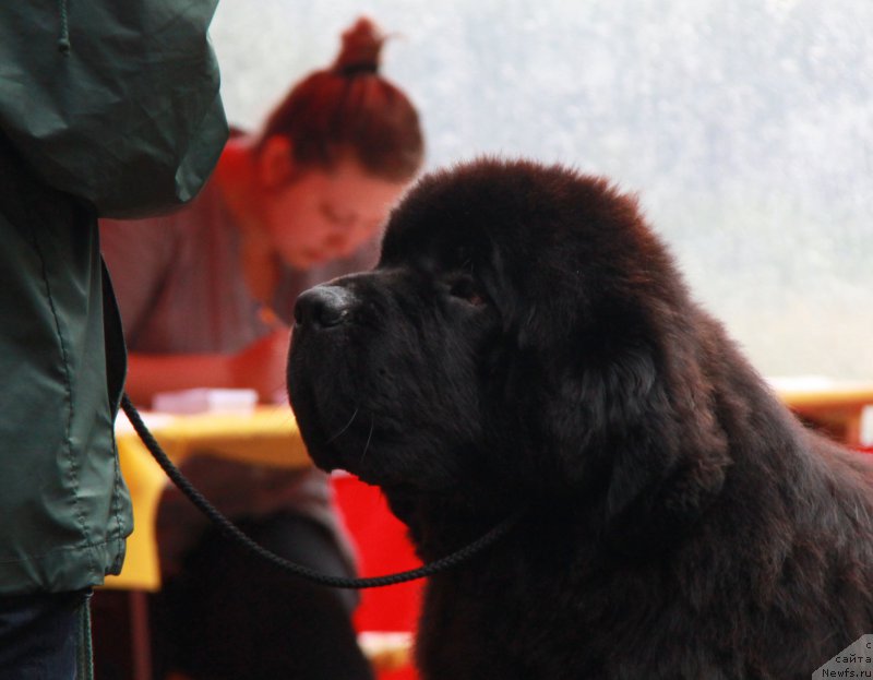 Фото: ньюфаундленд Акватория Келвин Фэйс Контрол (Aquatoriya Kelvin Fase Control)