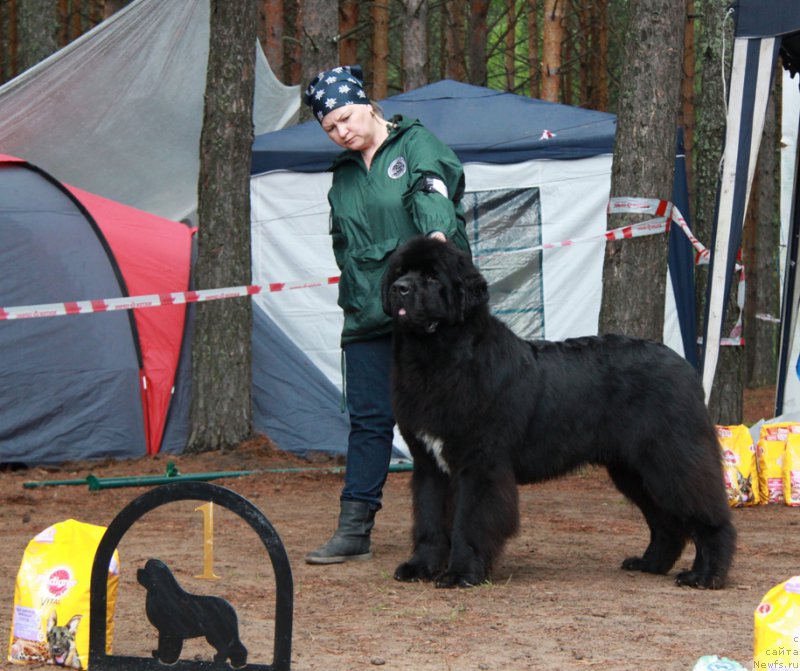 Фото: ньюфаундленд Акватория Келвин Ют Гай