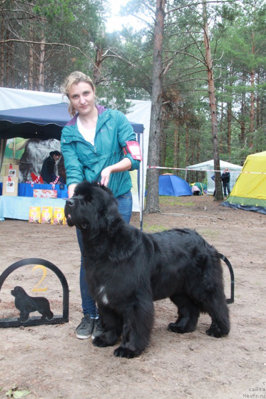 Фото: ньюфаундленд Акватория Келвин Фиона (Aquatoriya Kelvin Fiona)