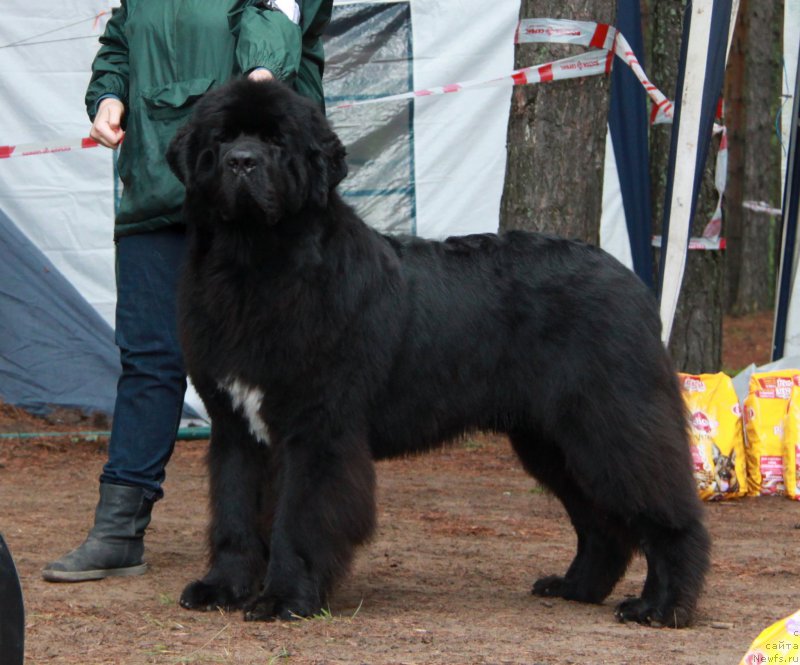 Фото: ньюфаундленд Акватория Келвин Ют Гай
