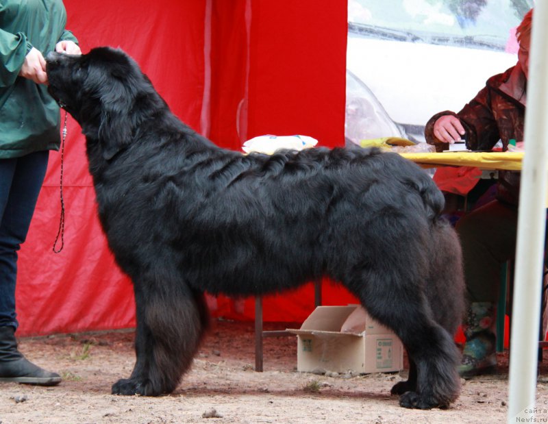 Фото: ньюфаундленд Акватория Келвин Яуза (Aquatoriya Kelvin Yauza)