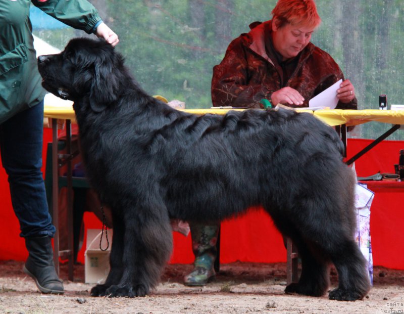 Фото: ньюфаундленд Акватория Келвин Яуза (Aquatoriya Kelvin Yauza)