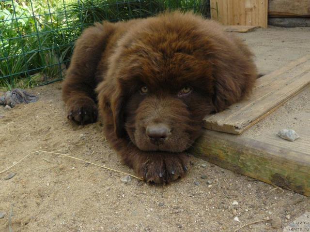 Фото: ньюфаундленд Пчёлкин Дом Аква Пряник