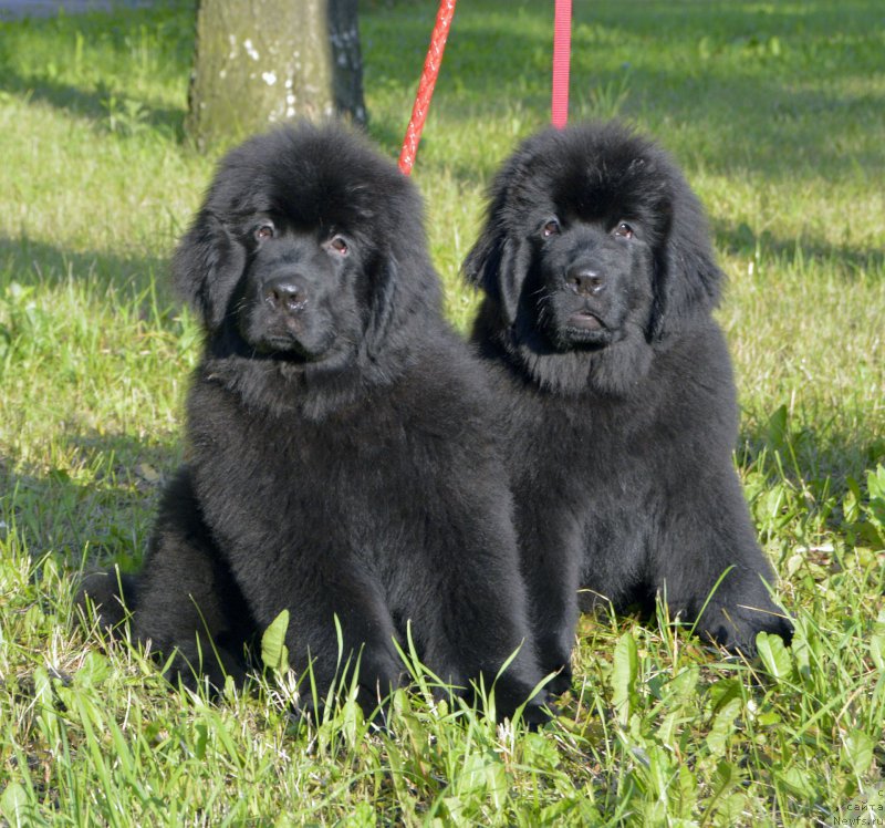 Фото: ньюфаундленд Смигар Юликс Солнечный, ньюфаундленд Смигар Юнгфрау Юлиана (Smigar Yungfrau Yuliana)