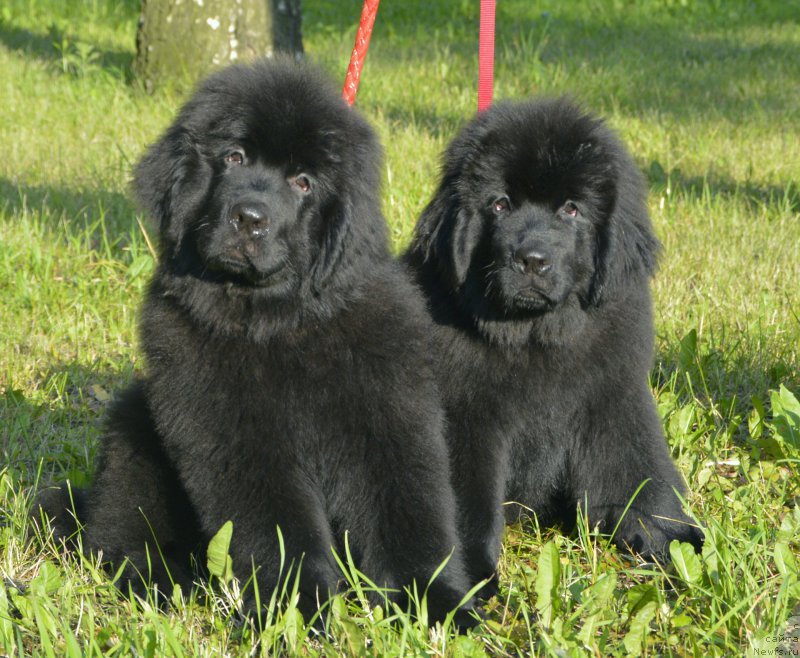 Фото: ньюфаундленд Смигар Юликс Солнечный, ньюфаундленд Смигар Юнгфрау Юлиана (Smigar Yungfrau Yuliana)