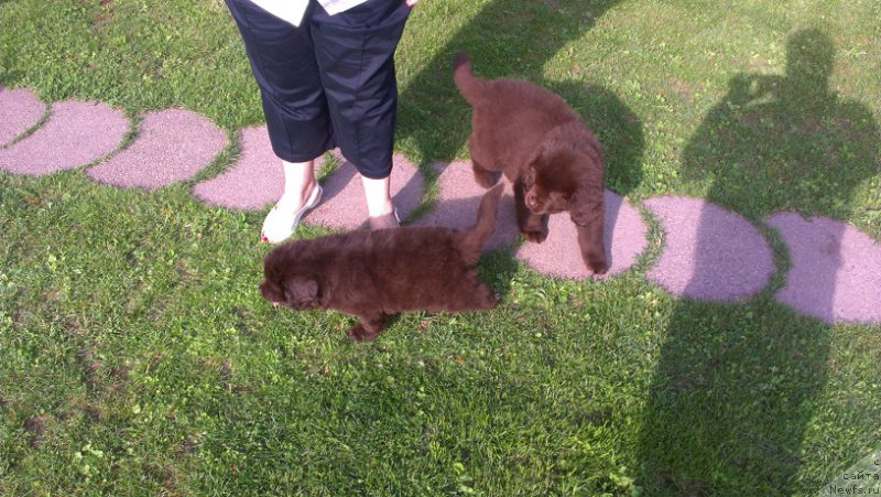 Фото: ньюфаундленд Интрига Ринга Вишня в Шоколаде, ньюфаундленд Хит Шелико Гуди Хот Чоколат