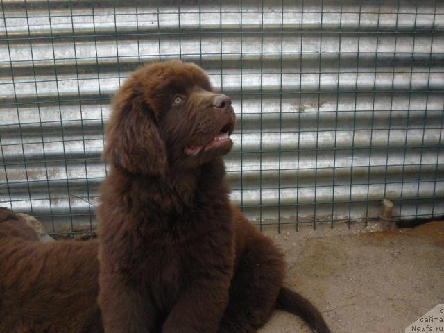 Фото: ньюфаундленд Пчёлкин Дом Аква Пряник