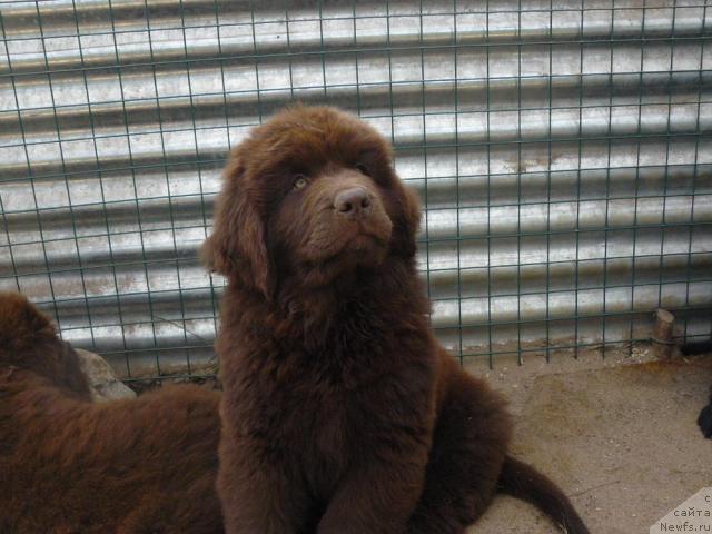 Фото: ньюфаундленд Пчёлкин Дом Аква Пряник