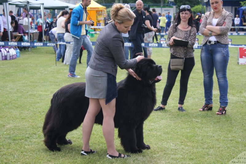 Фото: ньюфаундленд Матвей с Берега Дона (Matvey s Berega Dona)