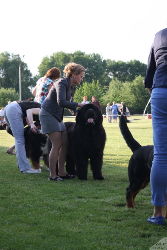 Фото: ньюфаундленд Матвей с Берега Дона (Matvey s Berega Dona)