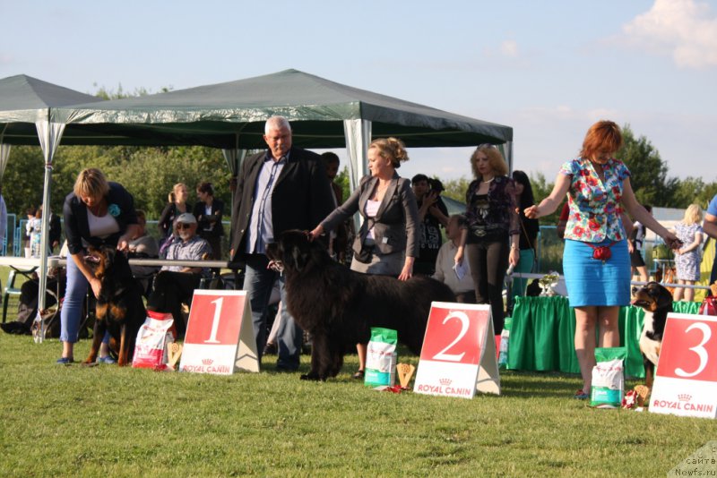 Фото: ньюфаундленд Матвей с Берега Дона (Matvey s Berega Dona)