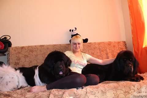 Фото: ньюфаундленд Плюшевая Панда Ферреро Ронд Нуар (Plushevaya Panda Ferrero Rond Noir)