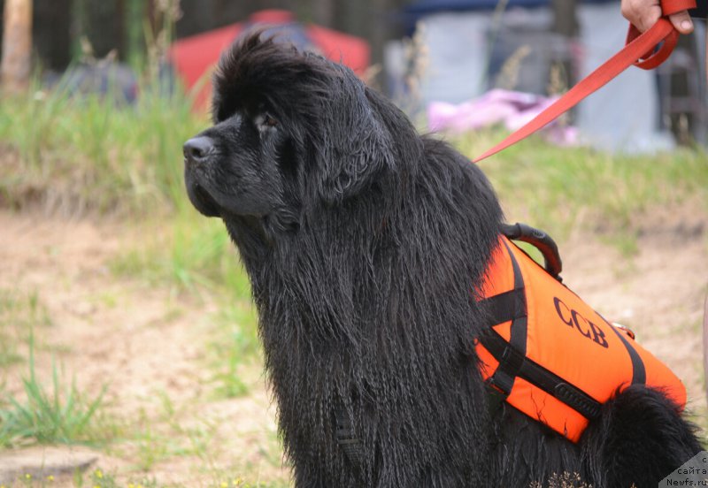 Фото: ньюфаундленд Акватория Келвин Шарлиз (Aquatoriya Kelvin Sharliz)