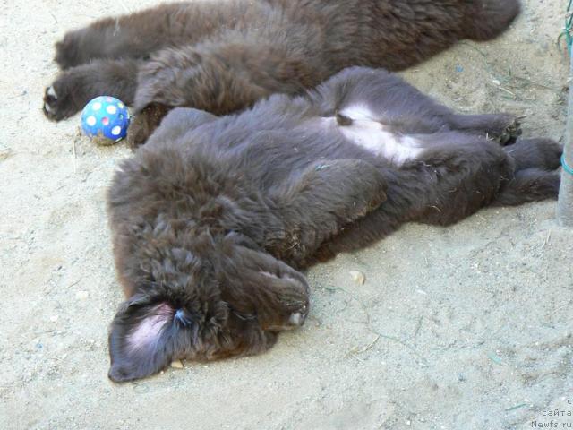 Фото: ньюфаундленд Пчёлкин Дом Аква Пряник