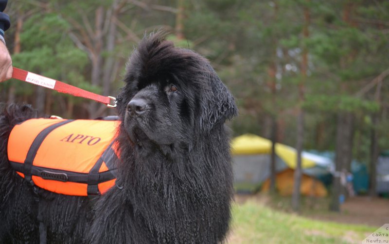 Фото: ньюфаундленд Акватория Келвин Шарлиз (Aquatoriya Kelvin Sharliz)
