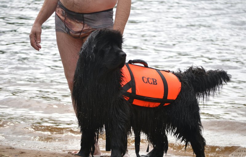 Фото: ньюфаундленд Акватория Келвин Шарлиз (Aquatoriya Kelvin Sharliz)