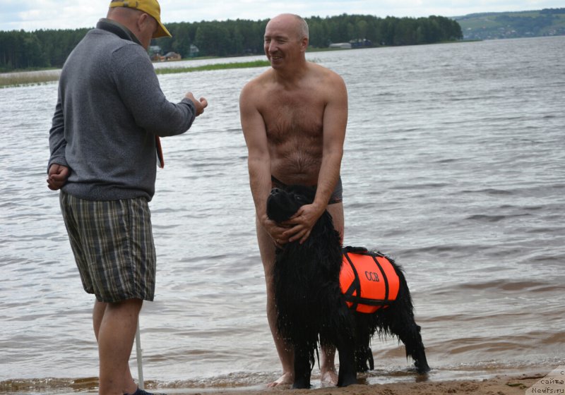 Фото: ньюфаундленд Акватория Келвин Шарлиз (Aquatoriya Kelvin Sharliz), Алексей Вотчал, Алексей Нистратов