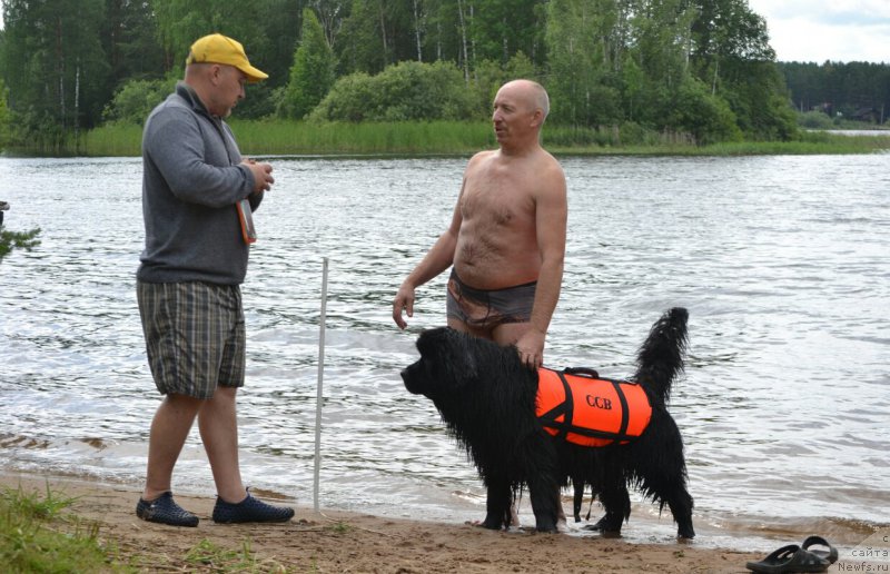 Фото: ньюфаундленд Акватория Келвин Шарлиз (Aquatoriya Kelvin Sharliz), Алексей Вотчал, Алексей Нистратов