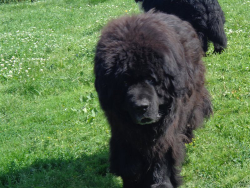 Фото: ньюфаундленд Виски Ред Лейбл Вепс (Viski Red Label Veps)