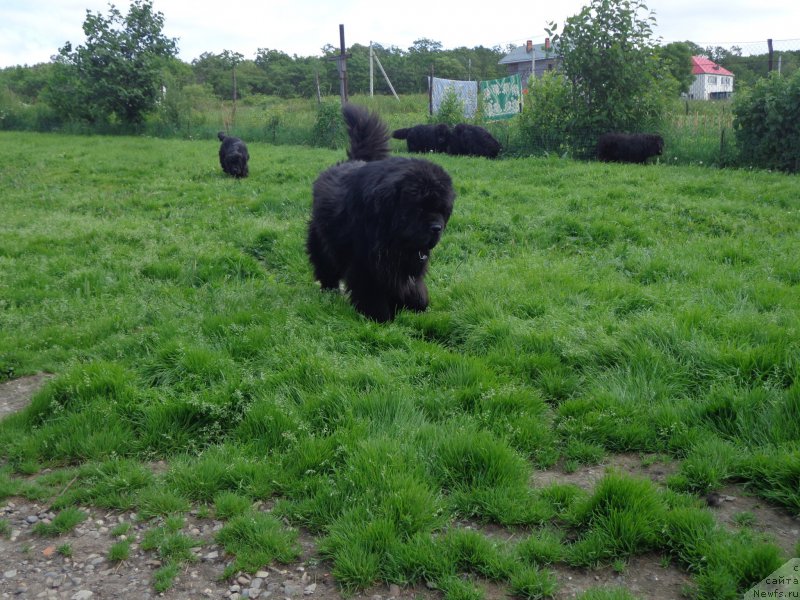 Фото: ньюфаундленд Супер Премиум Микадо (Super Premium Mikado)