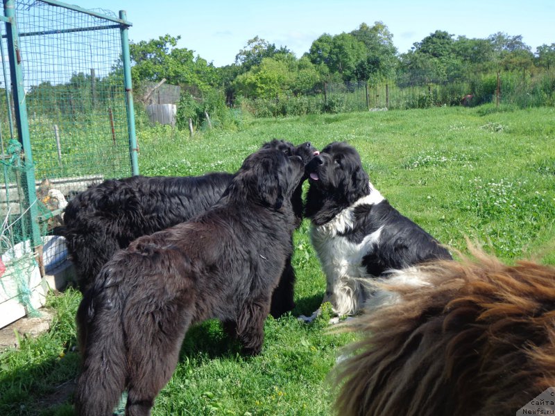 Фото: ньюфаундленд Супер Премиум Литониэль Валланинор (Super Premium Litoniel Vallaninor), ньюфаундленд Викториус Смайл